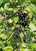 Blackcurrant 'Malling Jet' | Ribes nigrum image