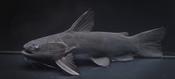 Black Driftwood Catfish (Trachycorystes sp.)