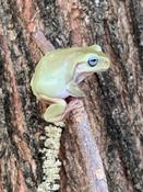 Blue-Eyed Whites Tree Frog