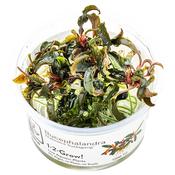 Bucephalandra diabolica Kedagang 1-2 Grow