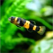 Bumblebee Goby | Brachygobius Xanthozona 2-2.5cm