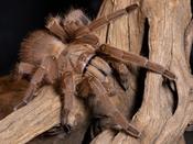 Asian Fawn Tarantula | Chilobrachys huahini (S)