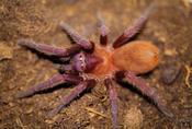 Cuban Violet Tarantula | Citharacanthus Cyaneus (Juvenile)
