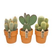 Cactus mix  13 cm terracotta (Sold Individually) image
