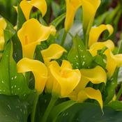 Calla 'Sun Club' 2L image