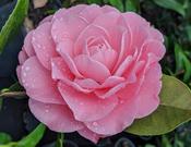 Camellia japonica 'Nuccio's Cameo' 1.5 Litre image