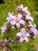 Campanula lactiflora 'Loddon Anna' 2L image