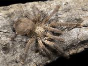 Puerto Rican Pinktoe |Caribena (ex. Avicularia) laeta s