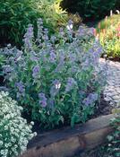 Caryopteris × clandonensis 'Heavenly Blue' 3 Litre image