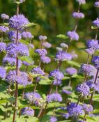Caryopteris × clandonensis 'Worcester Gold' 3 Litre image