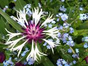 Centaurea Montana 'Amethyst in Snow' | Perennial Cornflower (2 Litre) image