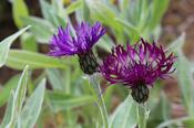Centaurea montana 'Amethyst Dream' image