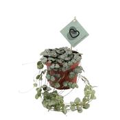 Ceropegia woodii / P12