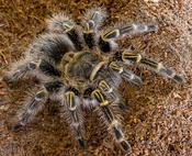 Chaco Golden Knee Tarantula (Grammostola pulchripes) Small