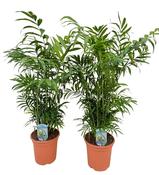 Chamaedorea elegans / P18
