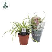 Chlorophytum com. 'Atlantic' / P12