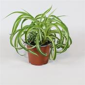 Chlorophytum com. 'Bonnie' / P12