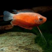 Honey Dwarf Gourami Red | Colisa chuna red 3.5-4cm image