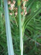 Cladium mariscus | Great Fen-Sedge P9