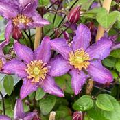 Clematis 'Exciting' 2 Litre, single cane