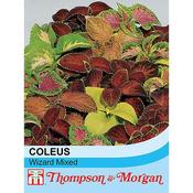 Coleus 'T&amp;M Prize Strain Improved Mixed'