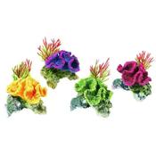 Coral on Rocks/Plants image
