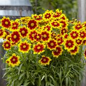 Coreopsis UpTick Gold Bronze image