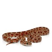 Corn Snake (Hatchling - Various Colours)