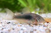 Bronze Corydoras | Corydoras aeneus schultzei 3-3.5cm
