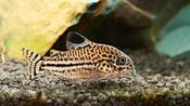 Corydoras JulII Large image
