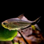 Costae tetra | Moenkhausia costae 3-4cm