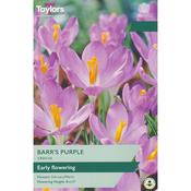 Crocus 'Barr's Purple' – 25 Bulbs