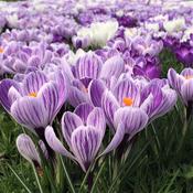 Crocus 'King of the Striped' – 12 Bulbs