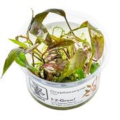 Cryptocoryne Nurii 1-2 Grow image