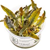 Cryptocoryne Wendtii 'Mi Oya' 1-2 Grow image