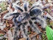 Curly Haired Tarantula | Brachypelma albopilosum m/l