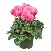 Cyclamen XL pink / P13 image