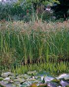 Cyperus longus P9
