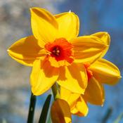 Daffodil 'Fortune' – 5kg Bag
