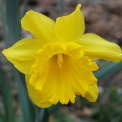 Daffodil 'King Alfred Select' – 5kg Bag