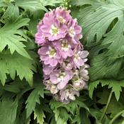 Delphinium Magic Fountain 'Deep Rose White Bee' 2 Litre