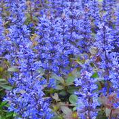 Ajuga reptans 'Valfredda' (9cm) image