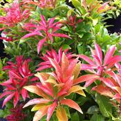 Pieris japonica 'Mountain Fire' 2 Litre image