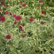 Knautia 'Thunder &amp; Lightning' 2 Litre image