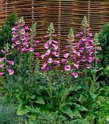 Digitalis 'Dalmation Purple' - Foxglove 2L image