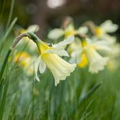 Daffodil Narcissus W.P. Milner (9 Bulbs Per Pack) image