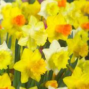 Mixed Daffodils for Naturalising – 5kg Bag image