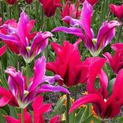 Tulip 'Dancing Dolls' (18 Pack) image