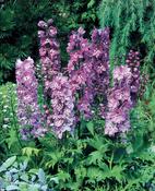 Delphinium 'Magic Fountains' image