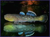 Desert Goby | Chlamydogobius eremius 4.5-5cm